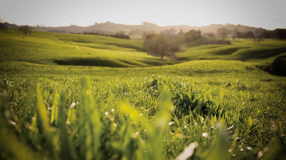 Paddock of pasture on rolling hills with clear skies and trees in background
